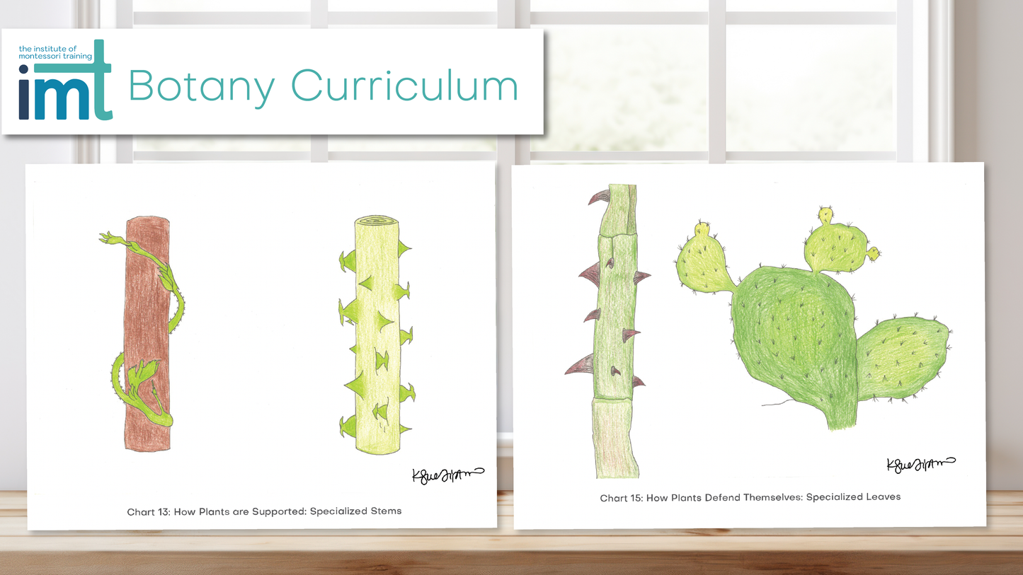 Elementary Montessori Botany Charts + Lessons