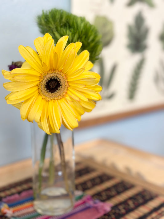 IMT Essentials + Meridian Mentorship Package