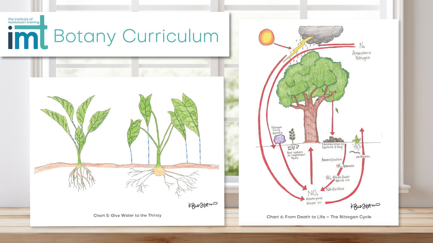 Elementary Montessori Botany Charts + Lessons