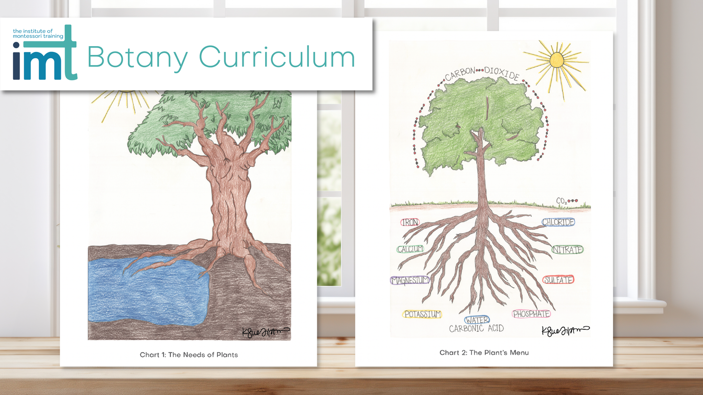 Elementary Montessori Botany Charts + Lessons